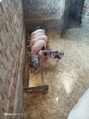 Purcei de vanzare!  - imagine 3