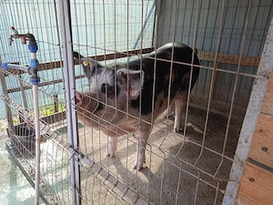 Vând porc cu greutatea de 300kg,preț 10lei kg - imagine 2