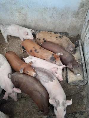 Purcel de vânzare  - imagine 2