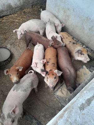 Purcel de vânzare  - imagine 3