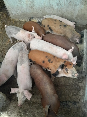 Purcel de vânzare  - imagine 4