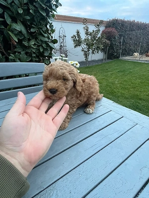 Pudel Toy disponibil mascul  - imagine 2