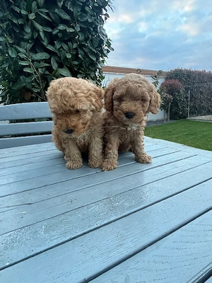 Pudel Toy disponibil mascul  - imagine 3