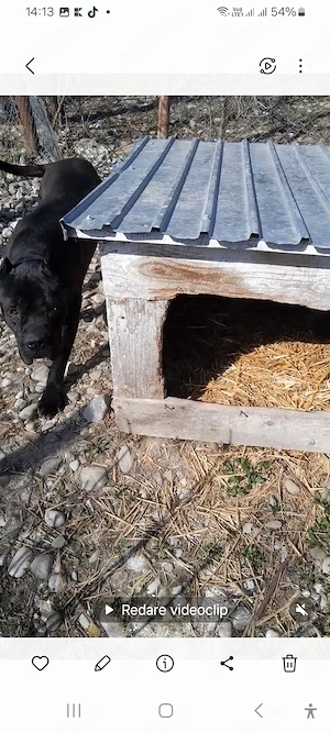 Cușcă câine  talie mare 100 ron buc