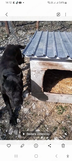 Cușcă câine  talie mare 100 ron buc - imagine 3