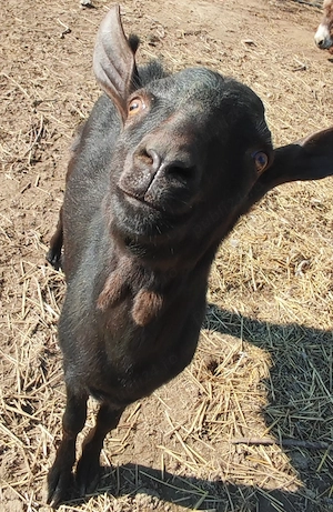 Tapisor Murciano Granadina