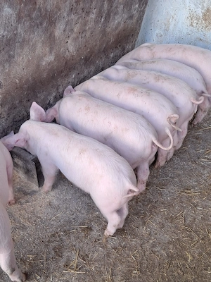 Vand purcei - imagine 3