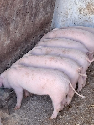 Vand purcei - imagine 2