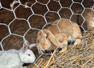 Vand iepuri berbec german mix