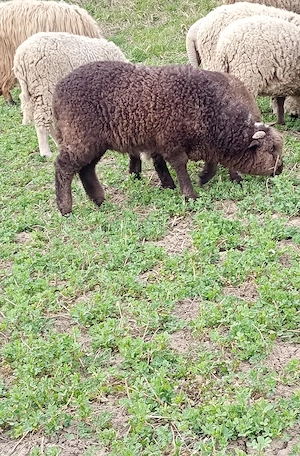 Oaie tânără cu miel - imagine 3