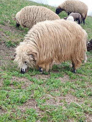 Oaie tânără cu miel - imagine 2