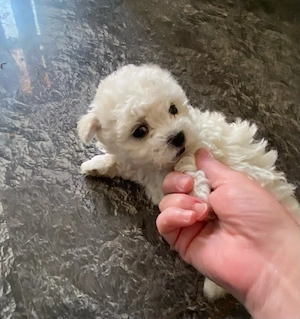 Vand bichonel miny toy baietel 7 saptamani - imagine 2