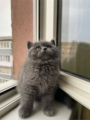    Pui adorabili British Shorthair își caută familie!    - imagine 4
