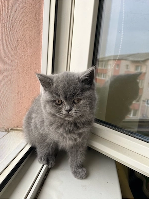    Pui adorabili British Shorthair își caută familie!    - imagine 3