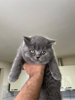    Pui adorabili British Shorthair își caută familie!    - imagine 2