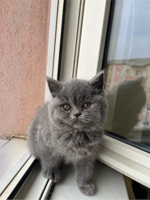    Pui adorabili British Shorthair își caută familie!    - imagine 5