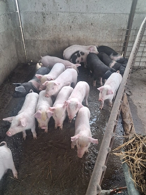 vand purcei - imagine 2