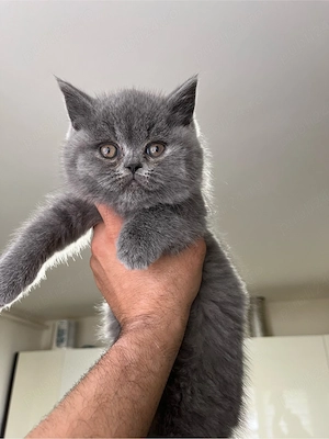    Pui adorabili British Shorthair își caută familie!   