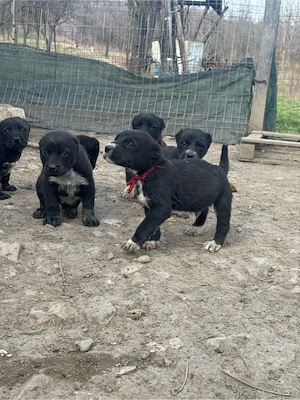 masculi asia centrala  - imagine 3