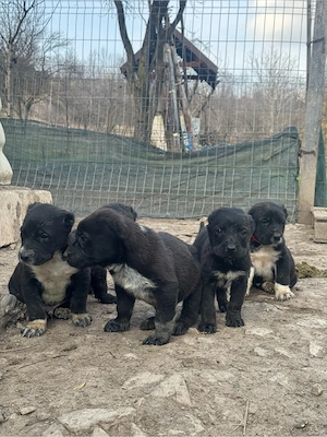 masculi asia centrala 