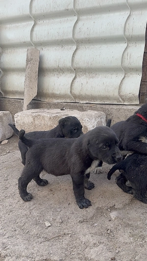 masculi asia centrala  - imagine 4