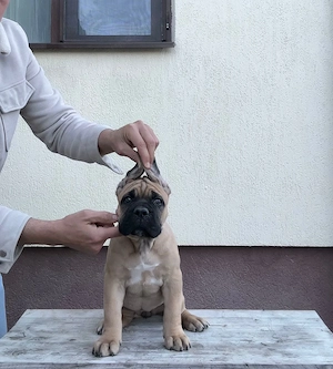 Vand pui cane corso cu pedigree FCI