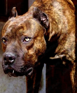 Alano spaniol ,rasa unica in tara