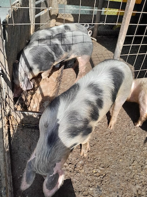 Porci de carne de vanzare 