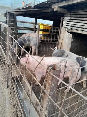 Porci de carne de vanzare  - imagine 2