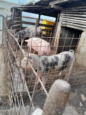 Porci de carne de vanzare  - imagine 3