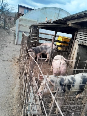 Porci de carne de vanzare  - imagine 4