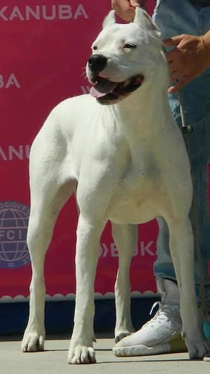 Dog argentinian,cu pedigree - imagine 3