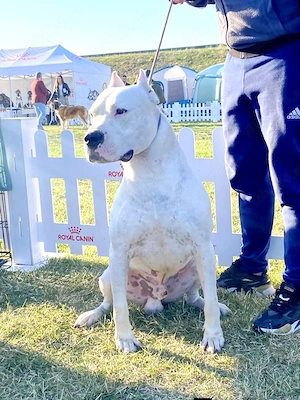 Dog argentinian,cu pedigree - imagine 4
