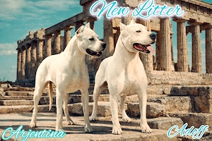 Dog argentinian,cu pedigree - imagine 2