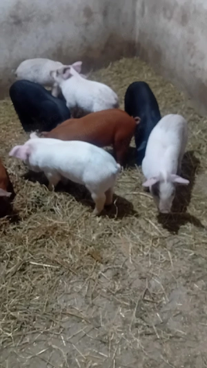 Vand purcei 6 saptamani