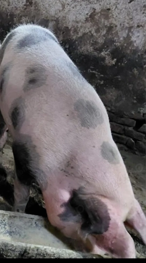 Vând  1 PORC din gospodărie