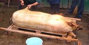 Vând  1 PORC din gospodărie - imagine 2