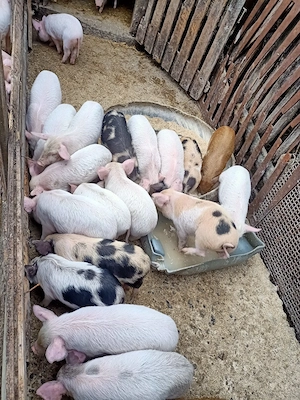 purcei de vînzare  - imagine 2