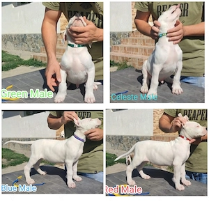 Dog argentinian,cu pedigree - imagine 5