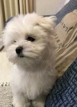 mascul bichon maltez