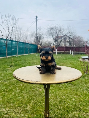 Yorkshire terrier(rasa pura) - imagine 2