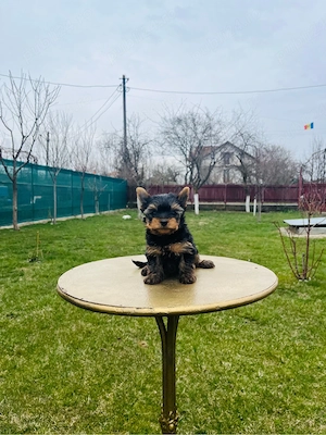 Yorkshire terrier(rasa pura) - imagine 3
