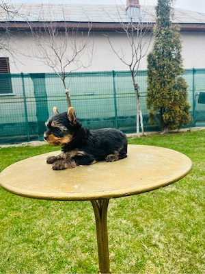 Yorkshire terrier(rasa pura) - imagine 4