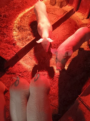 Vând purcei rasa marele alb cu landras - imagine 3