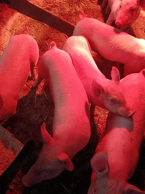 Vând purcei rasa marele alb cu landras - imagine 5