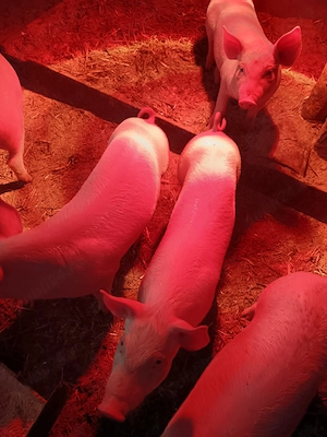 Vând purcei rasa marele alb cu landras - imagine 4