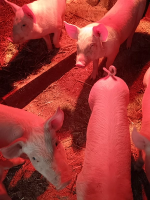 Vând purcei rasa marele alb cu landras - imagine 2