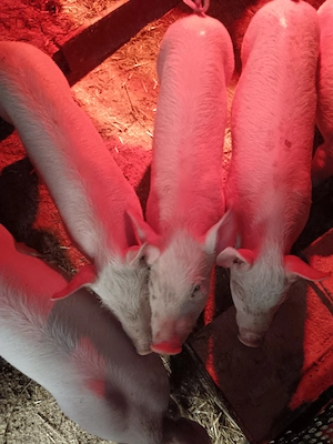 Vând purcei rasa marele alb cu landras