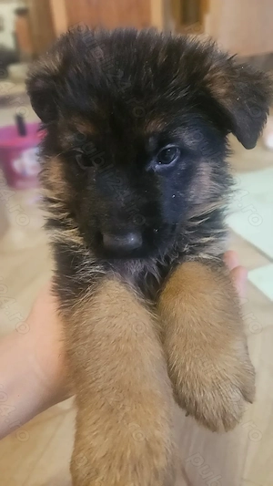 Vând 3 pui câini femele  - imagine 2