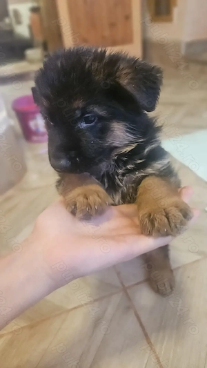 Vând 3 pui câini femele  - imagine 3